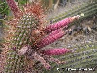 Cleistocactus buchtienii  Valle Alto, Cochabamba, Bol. ©Christian Defferrard.jpg